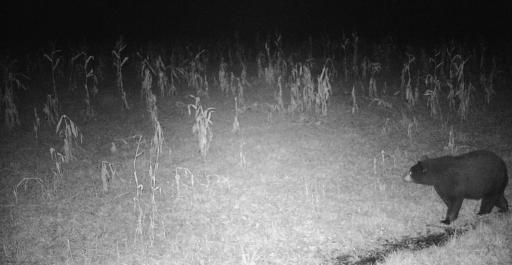 11680 County Rd 59 wildlife 2.JPG
