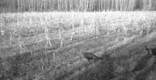 11680 County Rd 59 wildlife 1.JPG