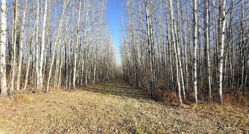 11680 County Rd 59 property ground 7.JPG