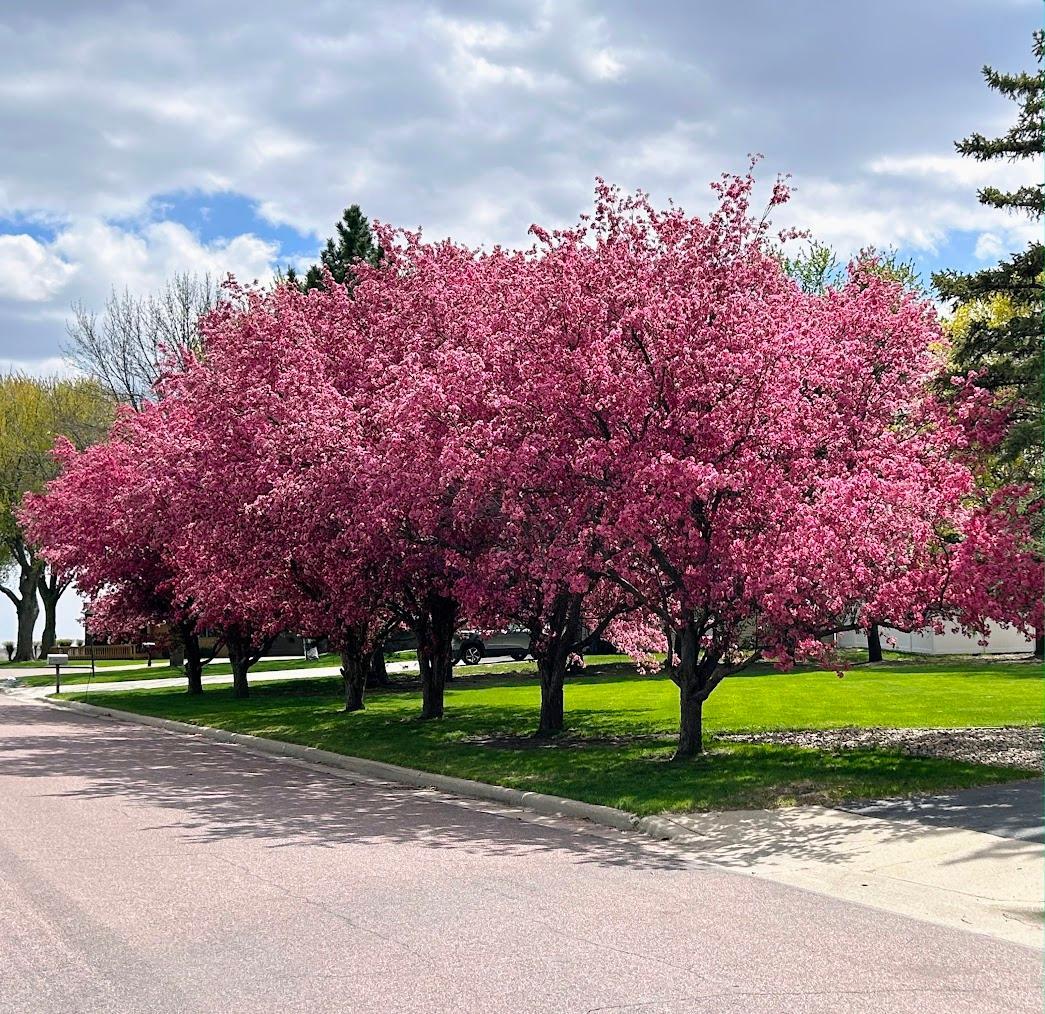 Picture perfect trees on the boulevard!