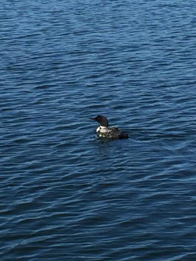 You will enjoy listening to the loons sing!