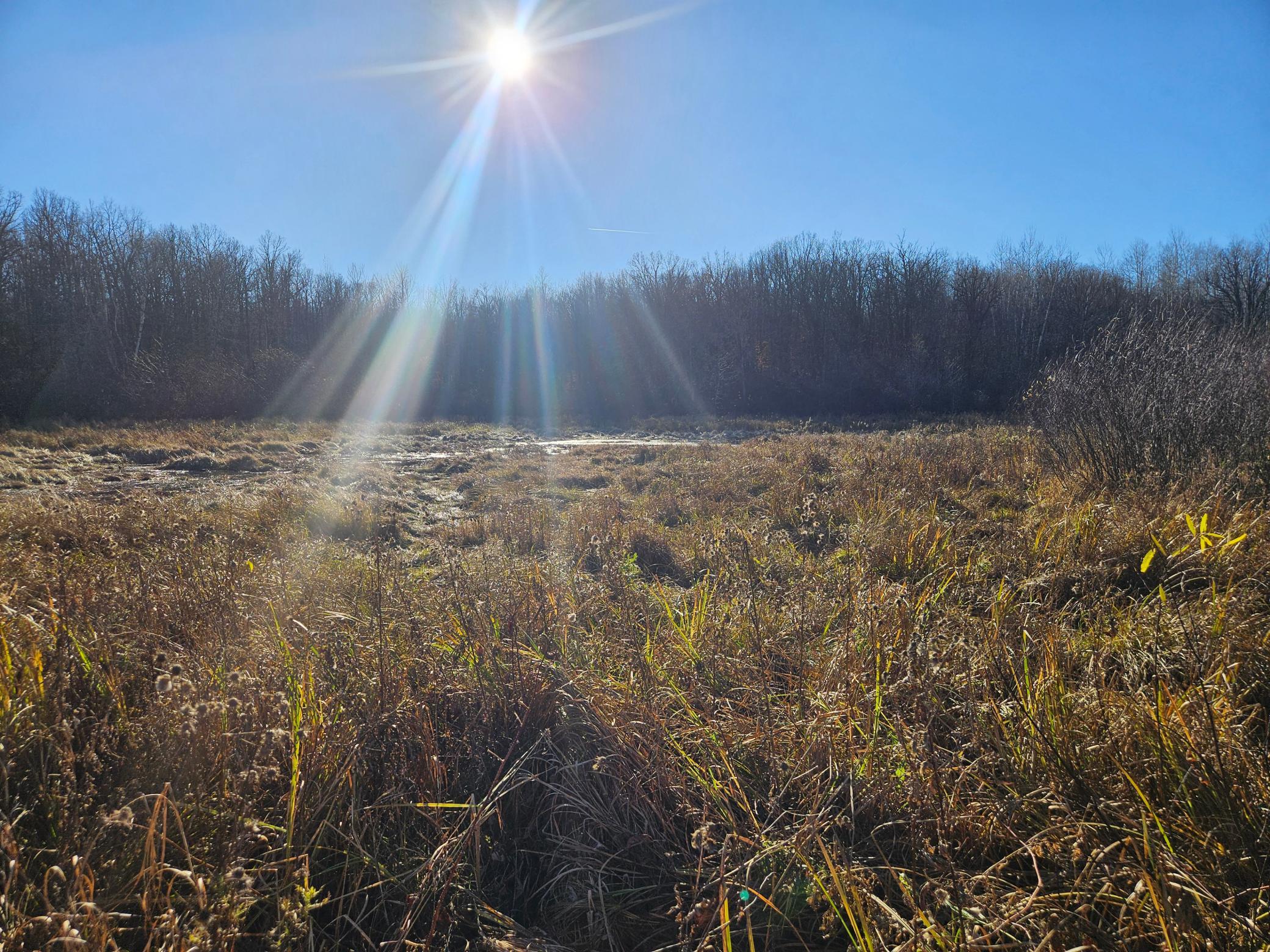 36.48 Wooded Acres; 2.5 Acres of Marsh