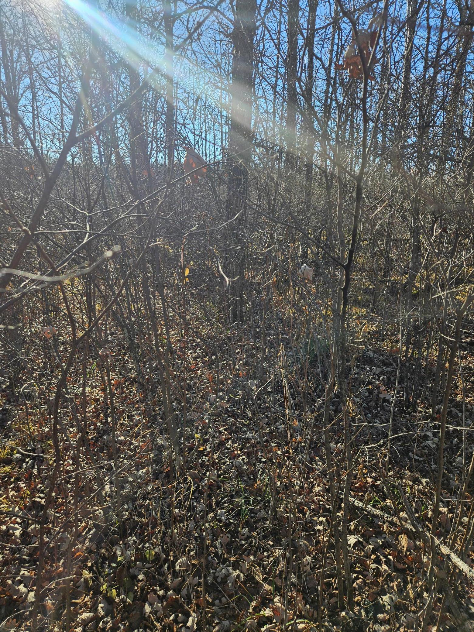 Wooded Acreage