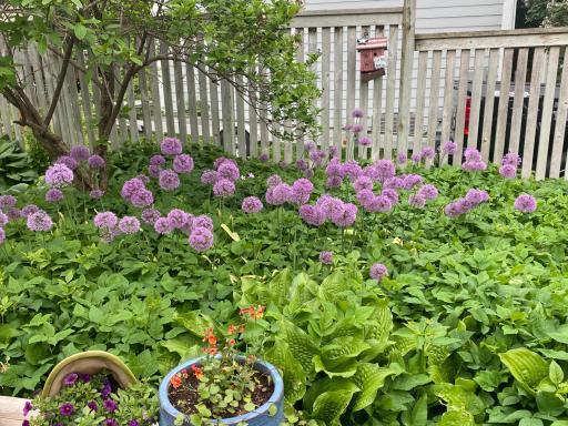 Summer photo of the yard