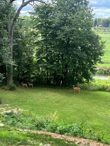 Wildlife