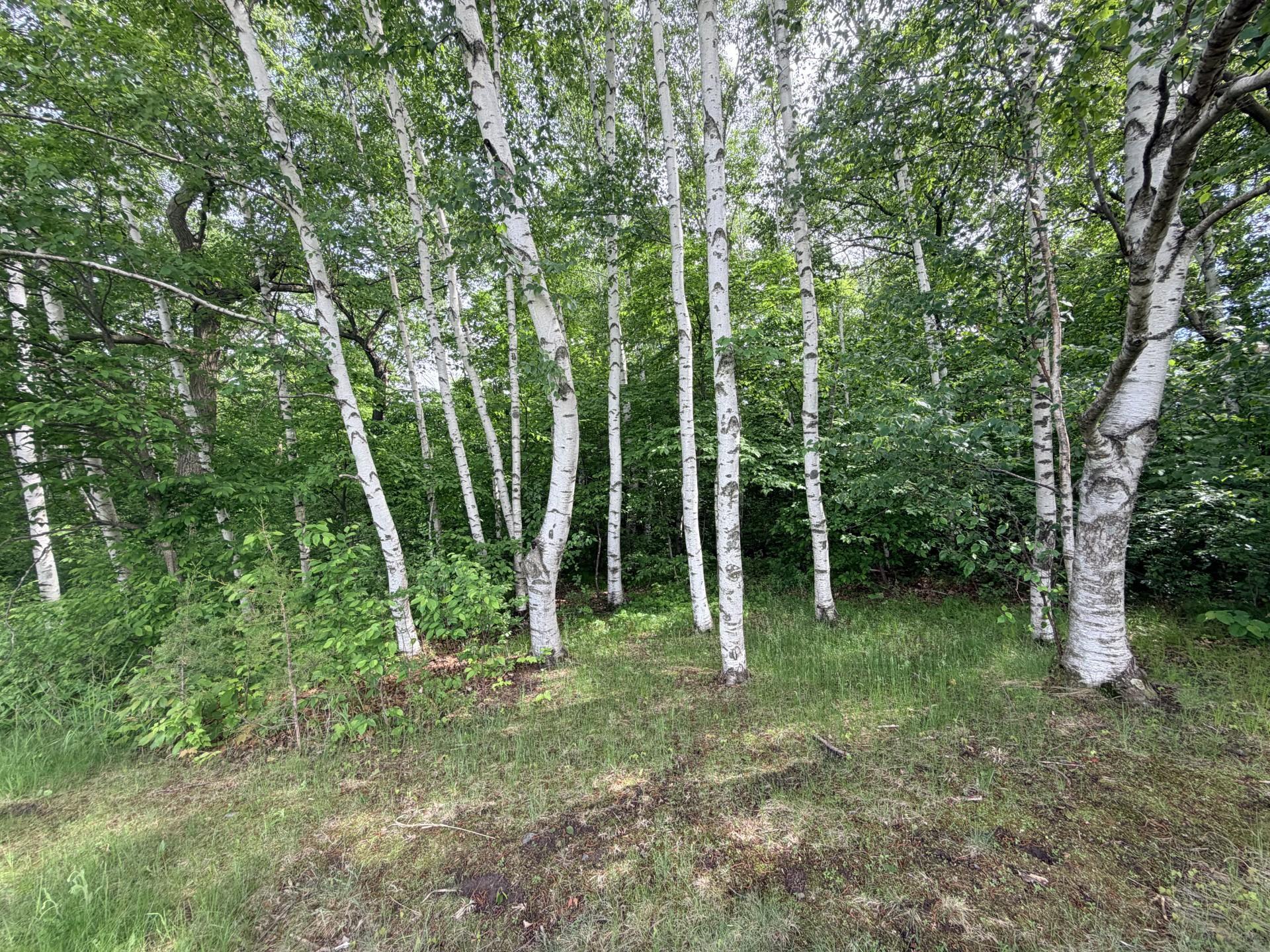 Privacy and Solitude in a nature filled lot