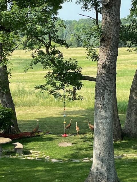Sandhill cranes and other friends that visit often!