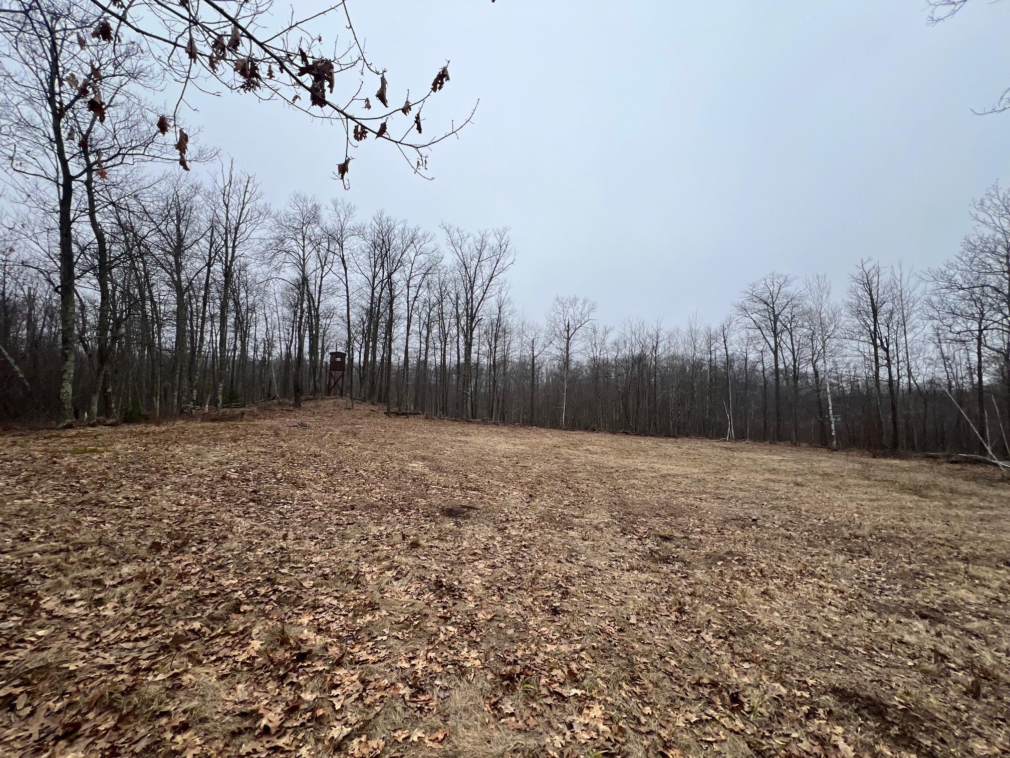 Deer stand overlooking food plot