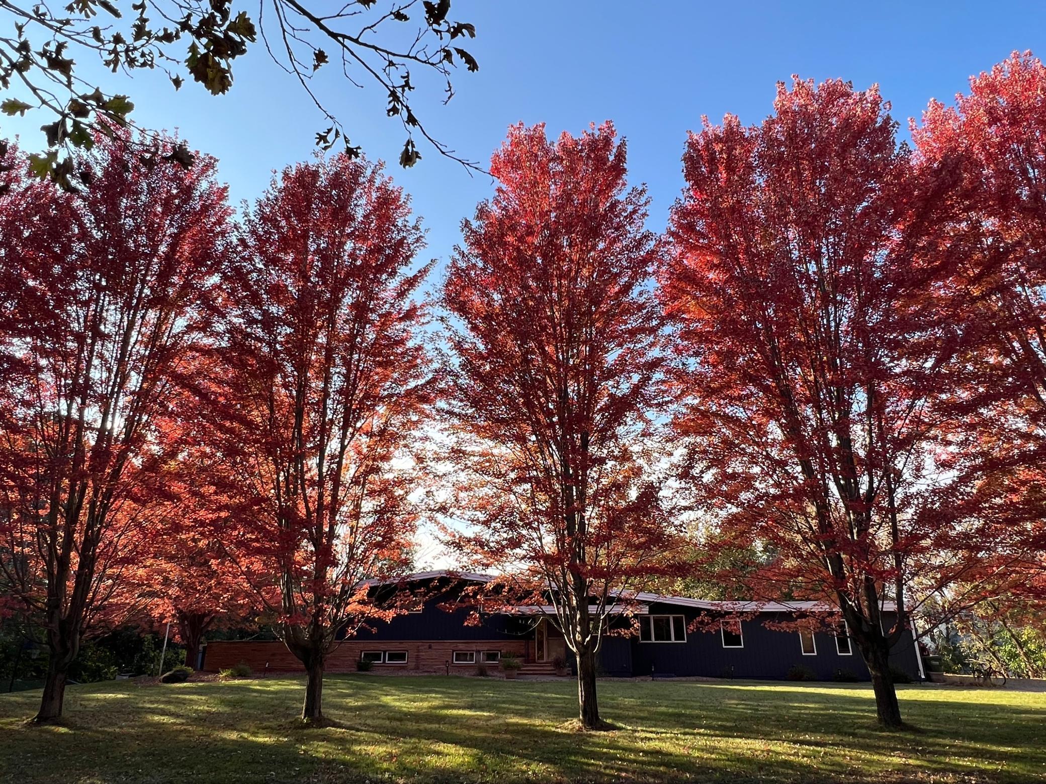 Maples in the Fall