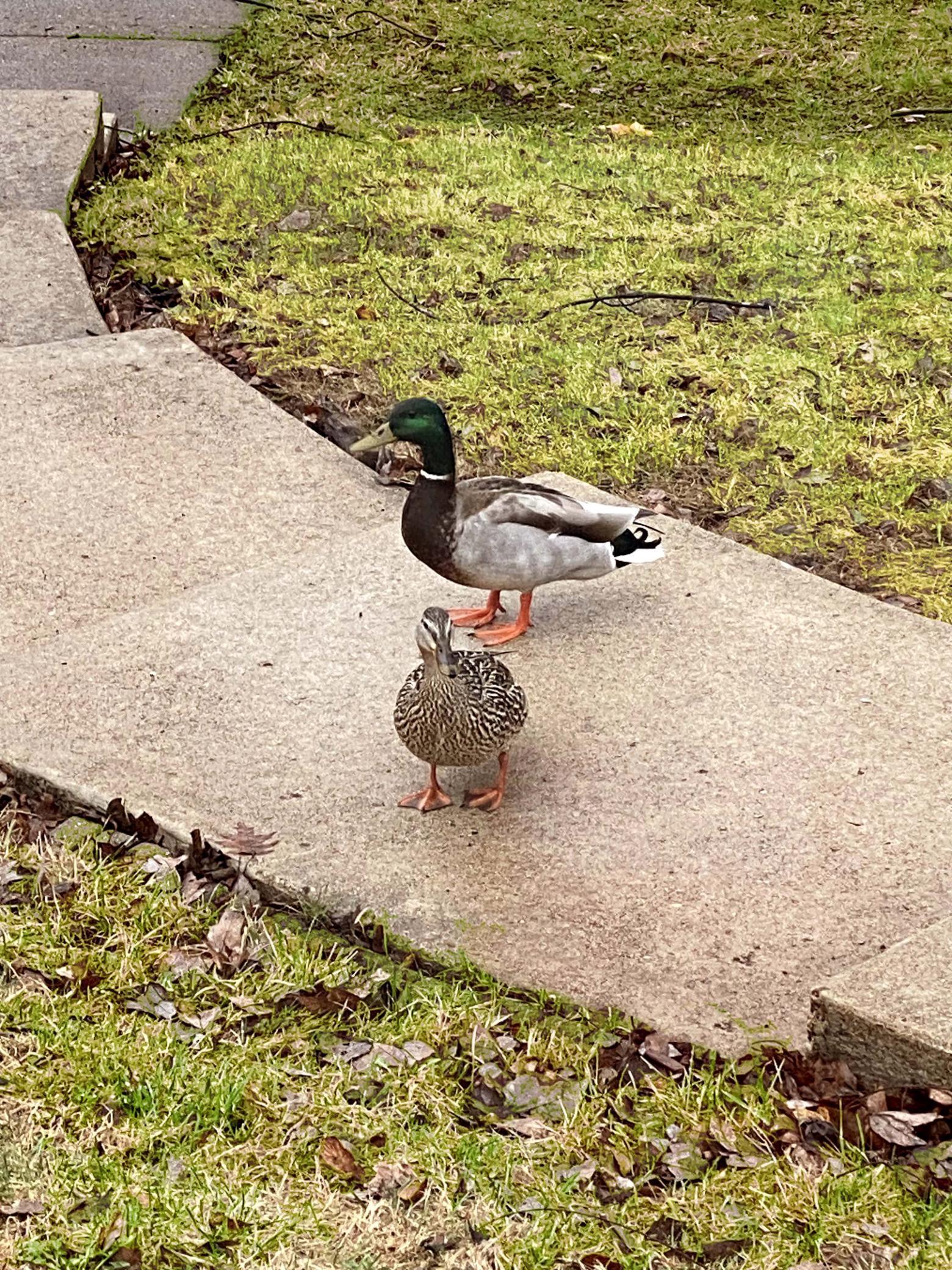 2 front yard ducks.jpg