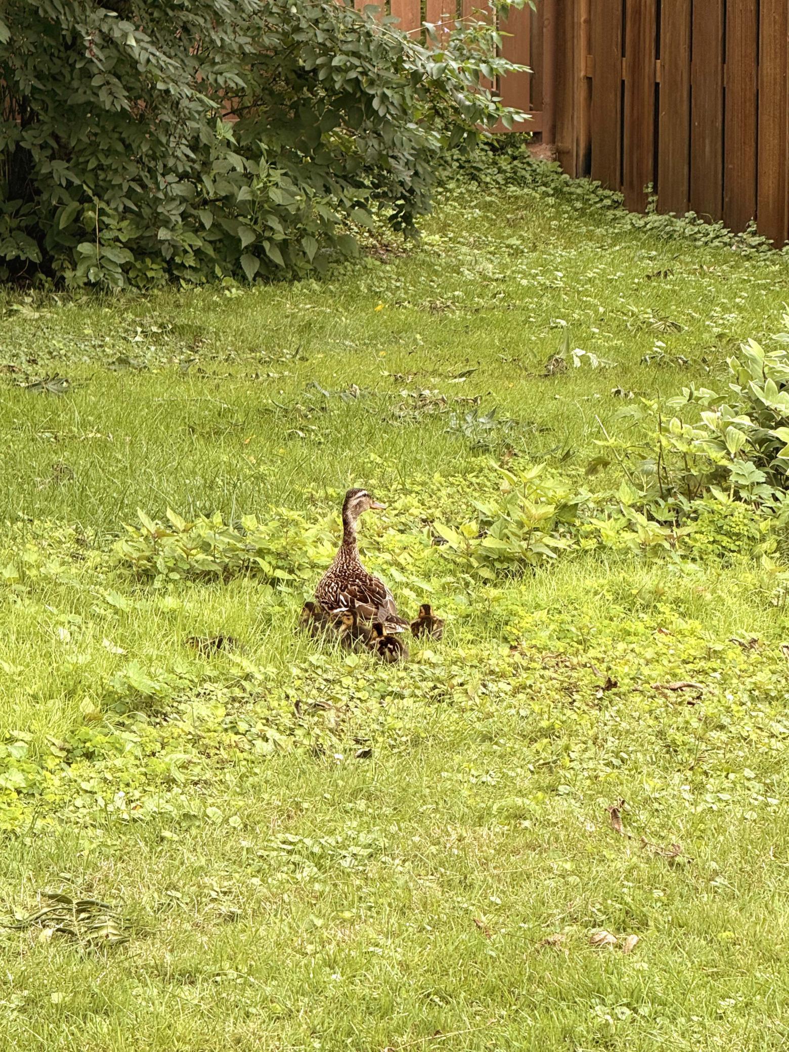 8 backyard ducks.jpg