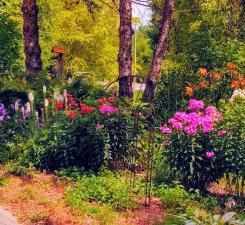 So many pretty perennials throughout the park. Search to see if you can locate where these might have been transplanted to!