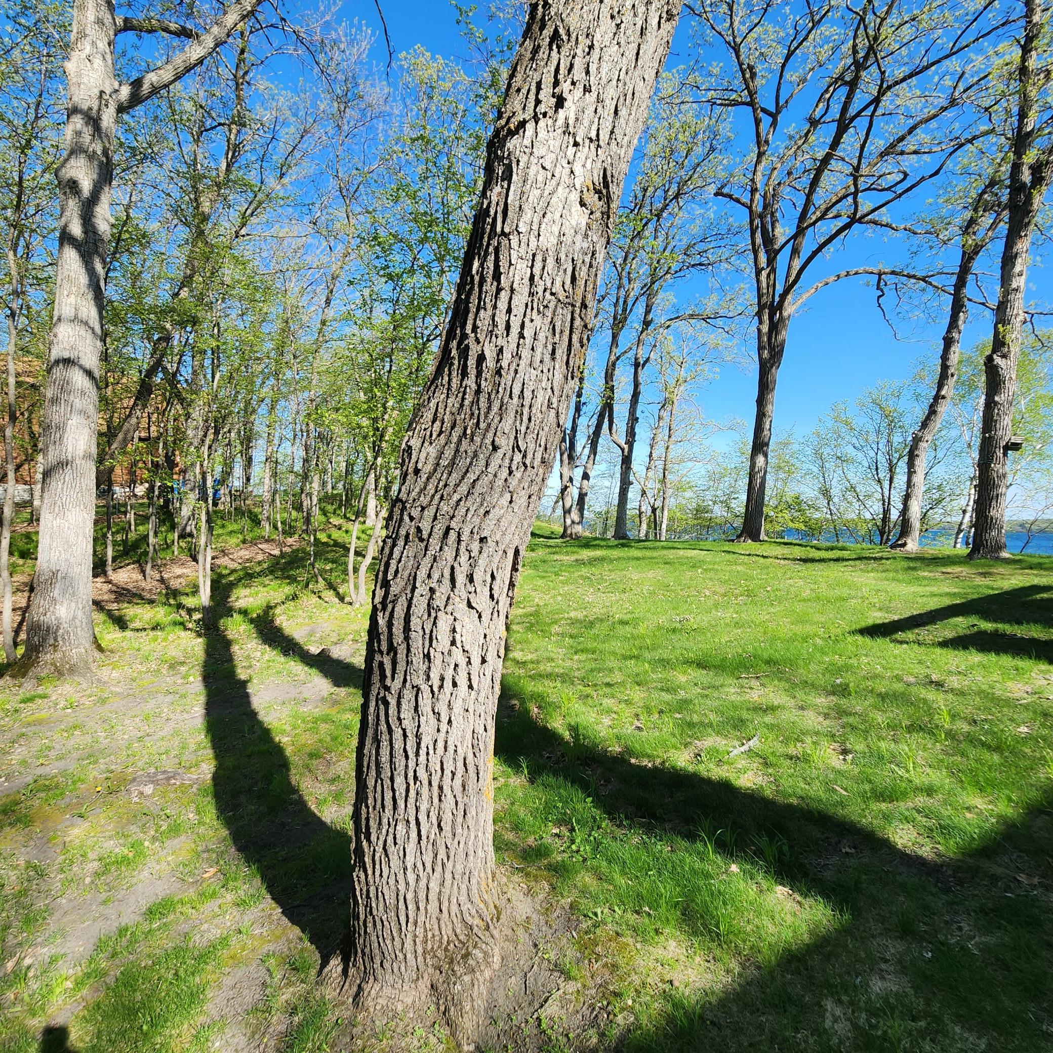 Private 103ft Lake Lot on Pelican Lake