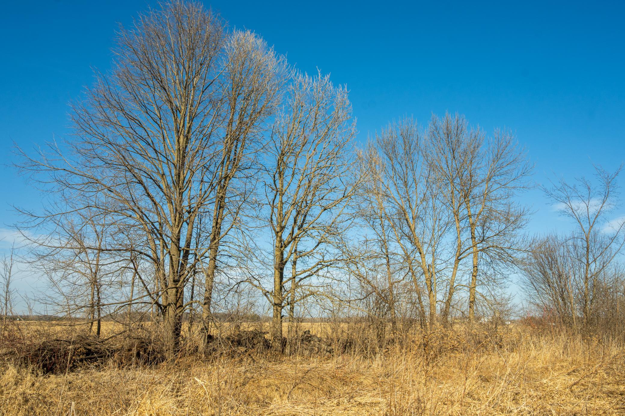 DSC_1467.jpg