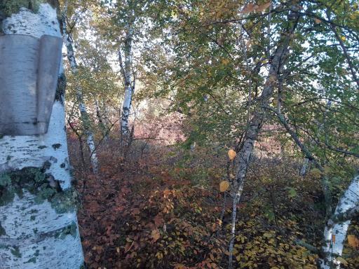 31538 County 23, Akeley, MN 56433