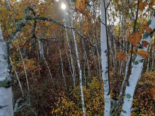 31538 County 23, Akeley, MN 56433