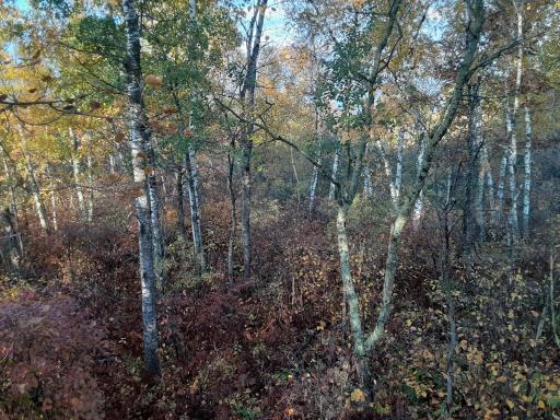 31538 County 23, Akeley, MN 56433