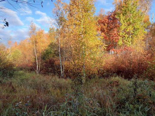 31538 County 23, Akeley, MN 56433