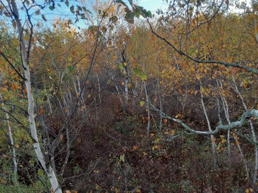 31538 County 23, Akeley, MN 56433