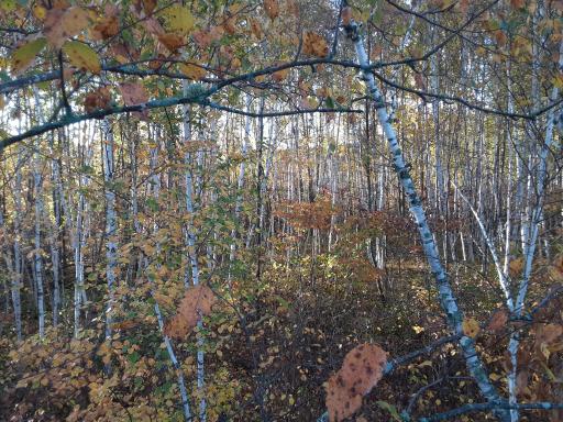 31538 County 23, Akeley, MN 56433