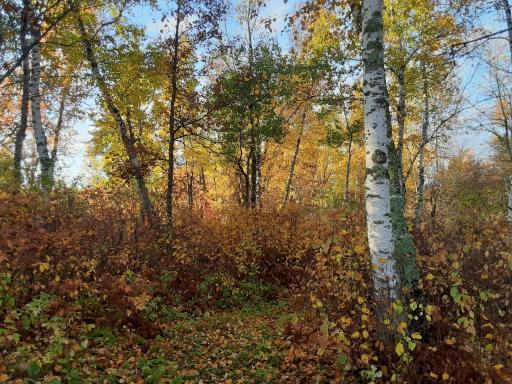 31538 County 23, Akeley, MN 56433