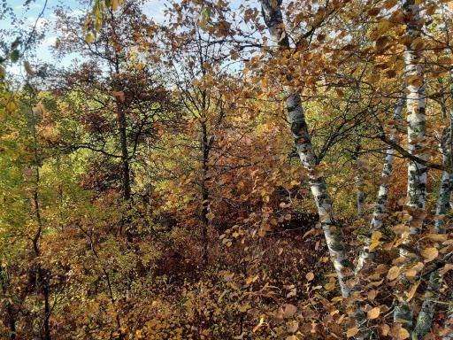 31538 County 23, Akeley, MN 56433