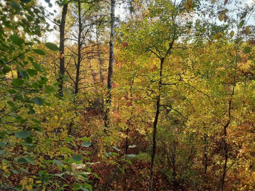 31538 County 23, Akeley, MN 56433