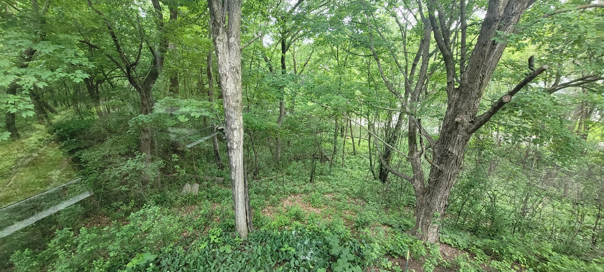 Beautiful lot with towering trees.