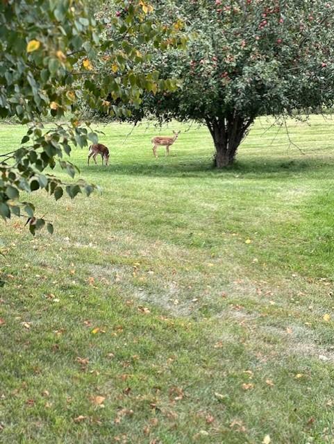 Abundant wildlife