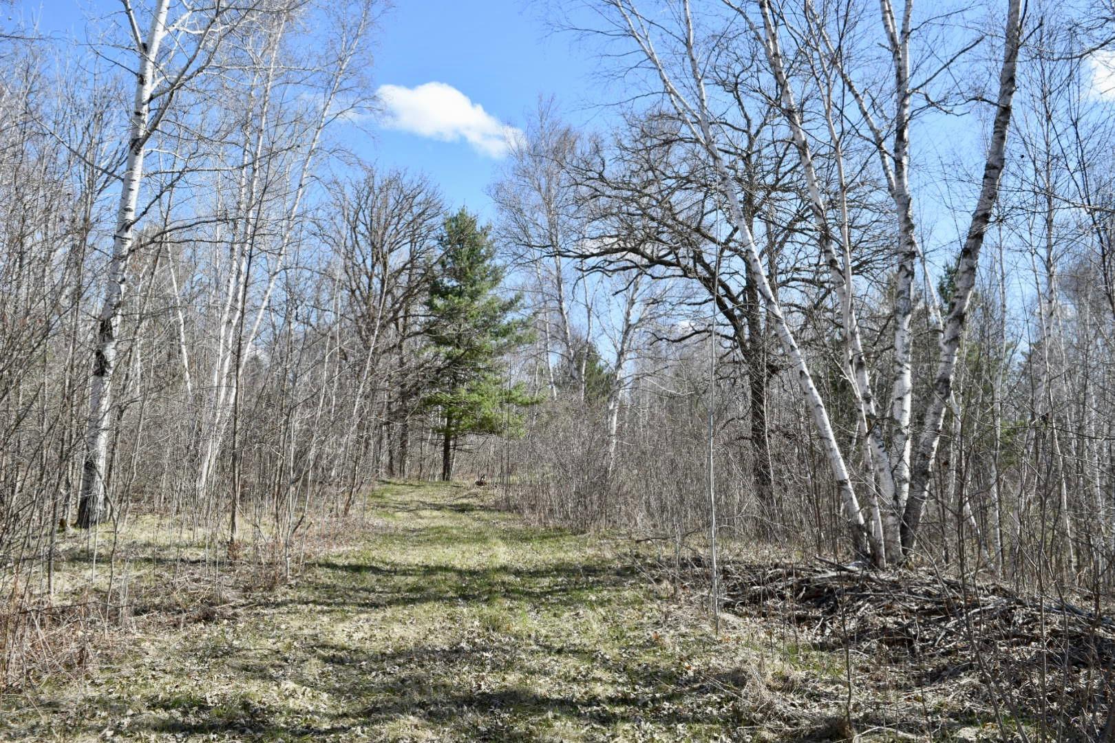 Oak and pine on trails