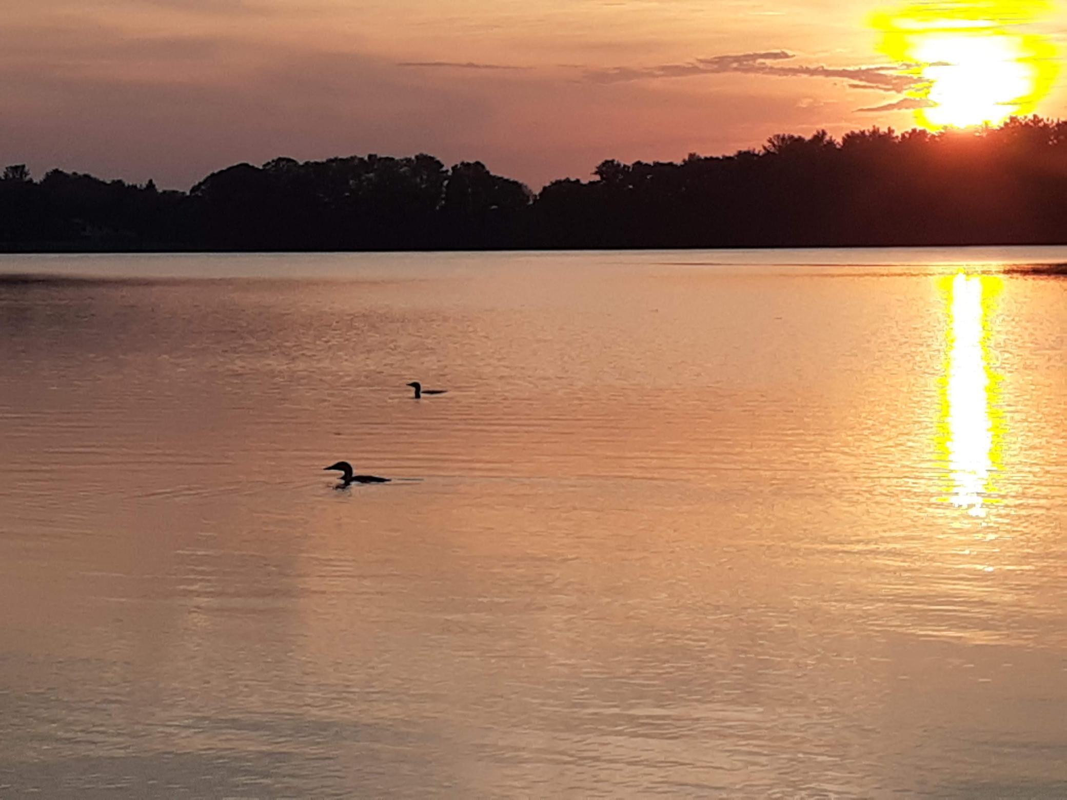 Hear the call of the loons