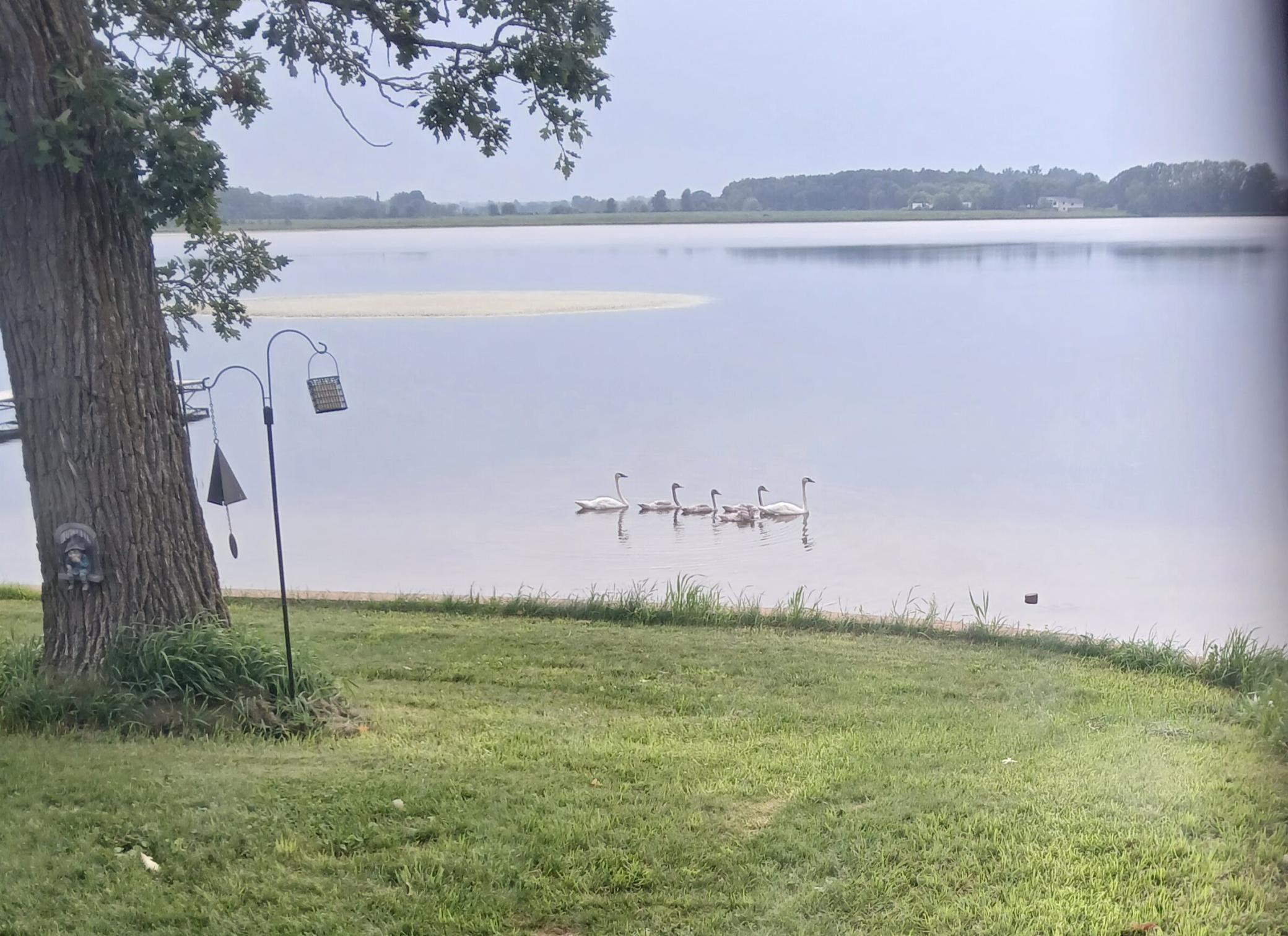 Peaceful swan family