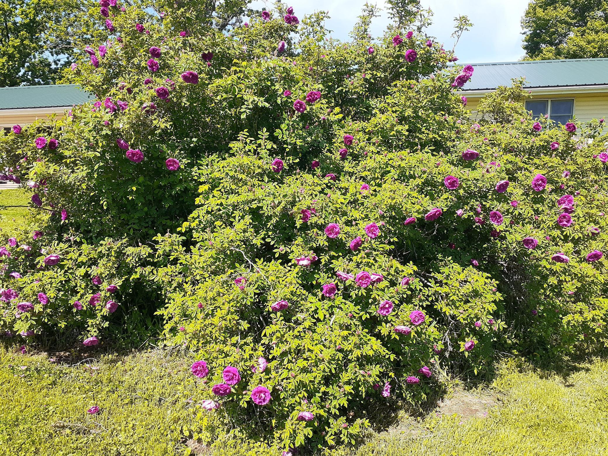Full of color with your blooming rose bushes