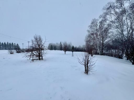 Front yard with fruit trees