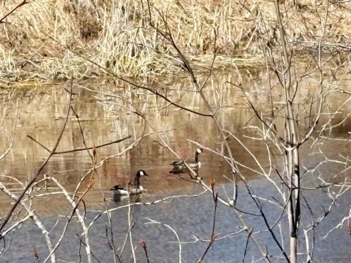 Waterfowl frequents Kelly Creek