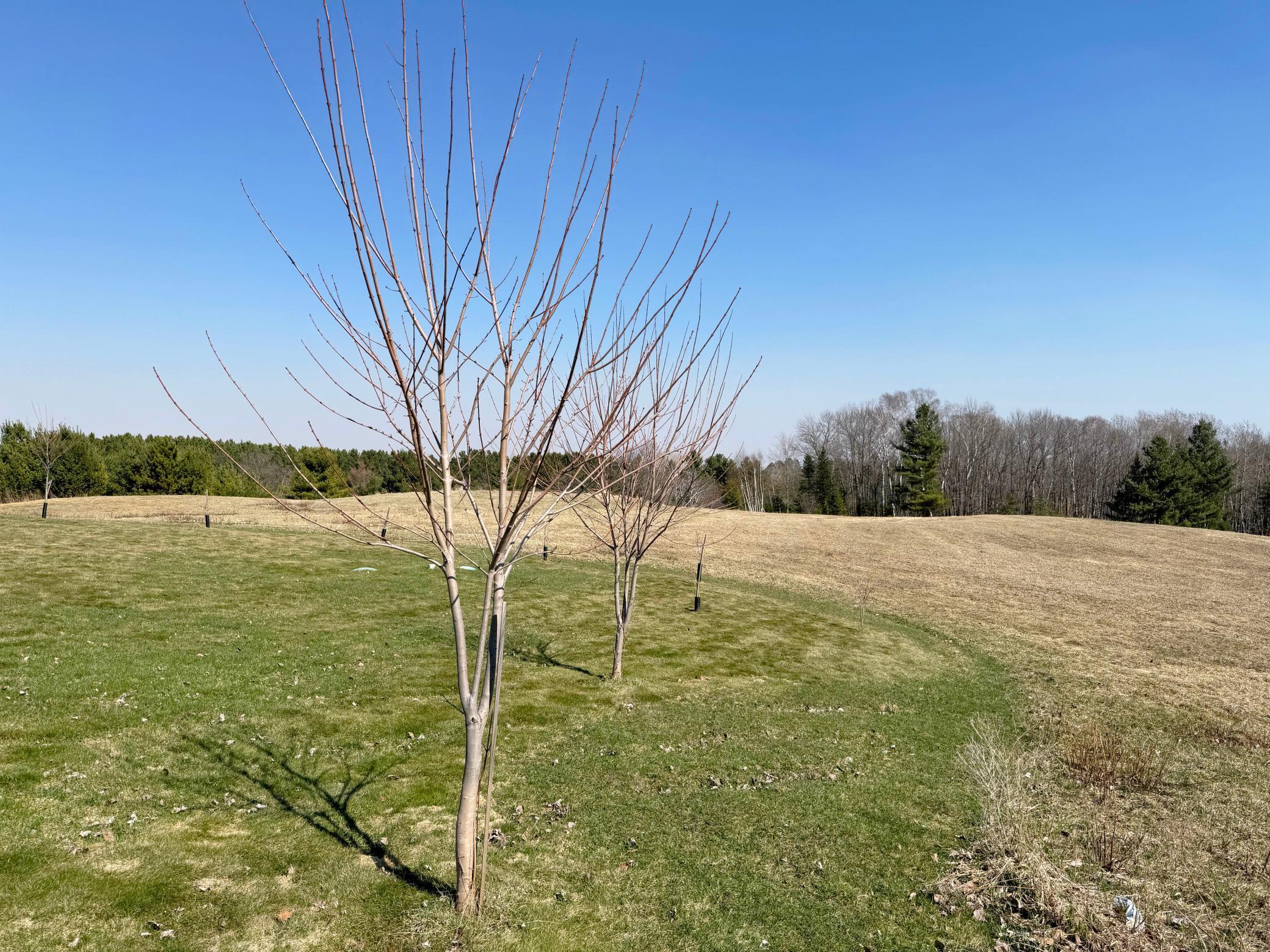 Another shot of the yard and surrounding scenery.
