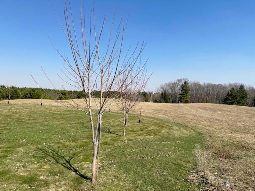 Another shot of the yard and surrounding scenery.