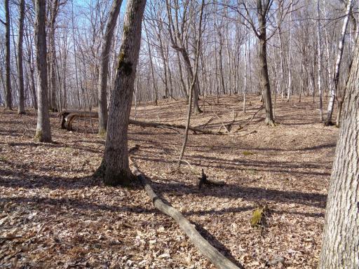 Mostly Hardwoods, White Oak, Red Oak, Maple