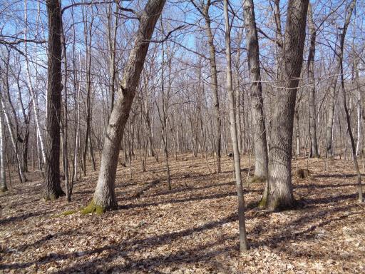 Some of these White Oak are 150 years old!
