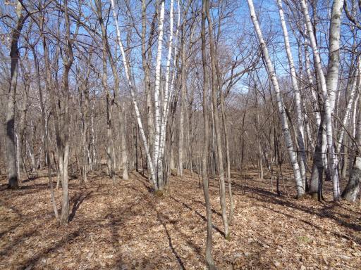 A nice mixture of Tree species!