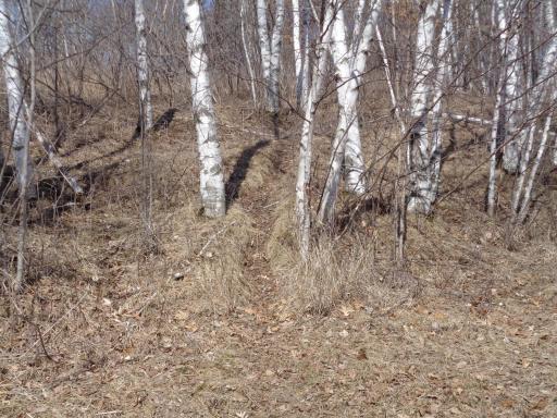 there is a ton of Deer sign on the property!