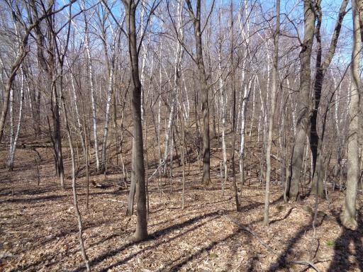 I even flushed some Woodcock on this property.