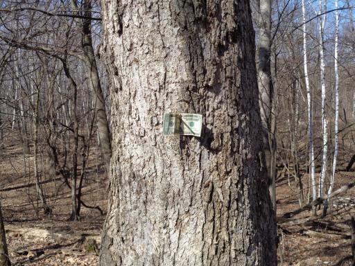 Some Super mature White oak for all the Wildlife!
