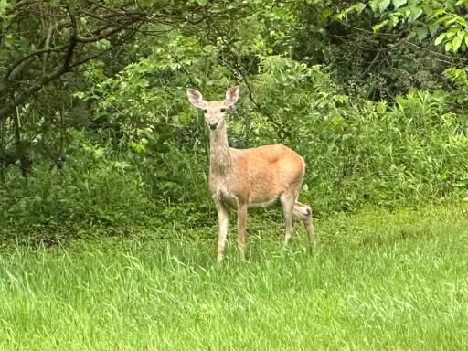 Encounters like this are part of everyday life, with wildlife frequently wandering through the property's beautiful acreage.