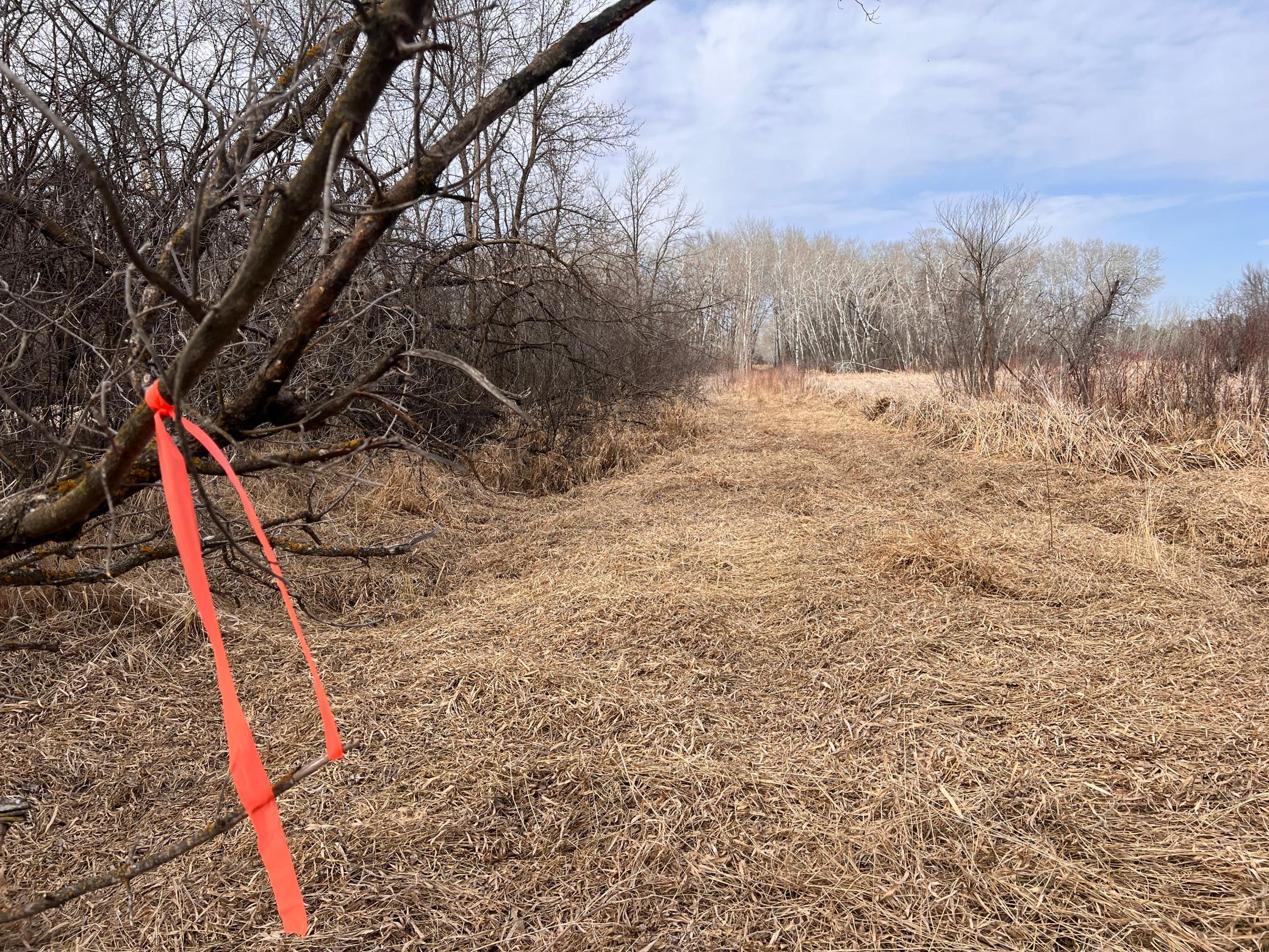 S Edge of Property Looking North.JPG