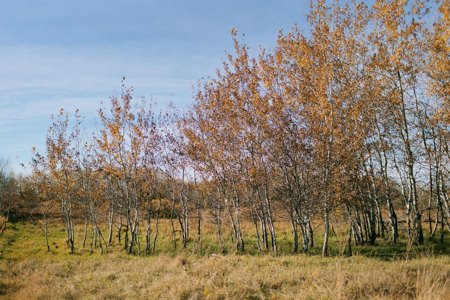 Potential Food Plots - Meadows.jpg