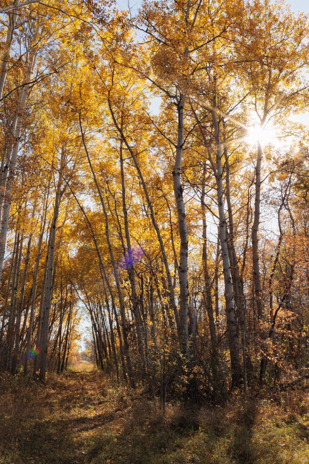 Trail Through the Center of the Property.jpg