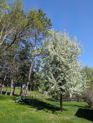 111 E Elm Avenue, Upsala, MN 56384