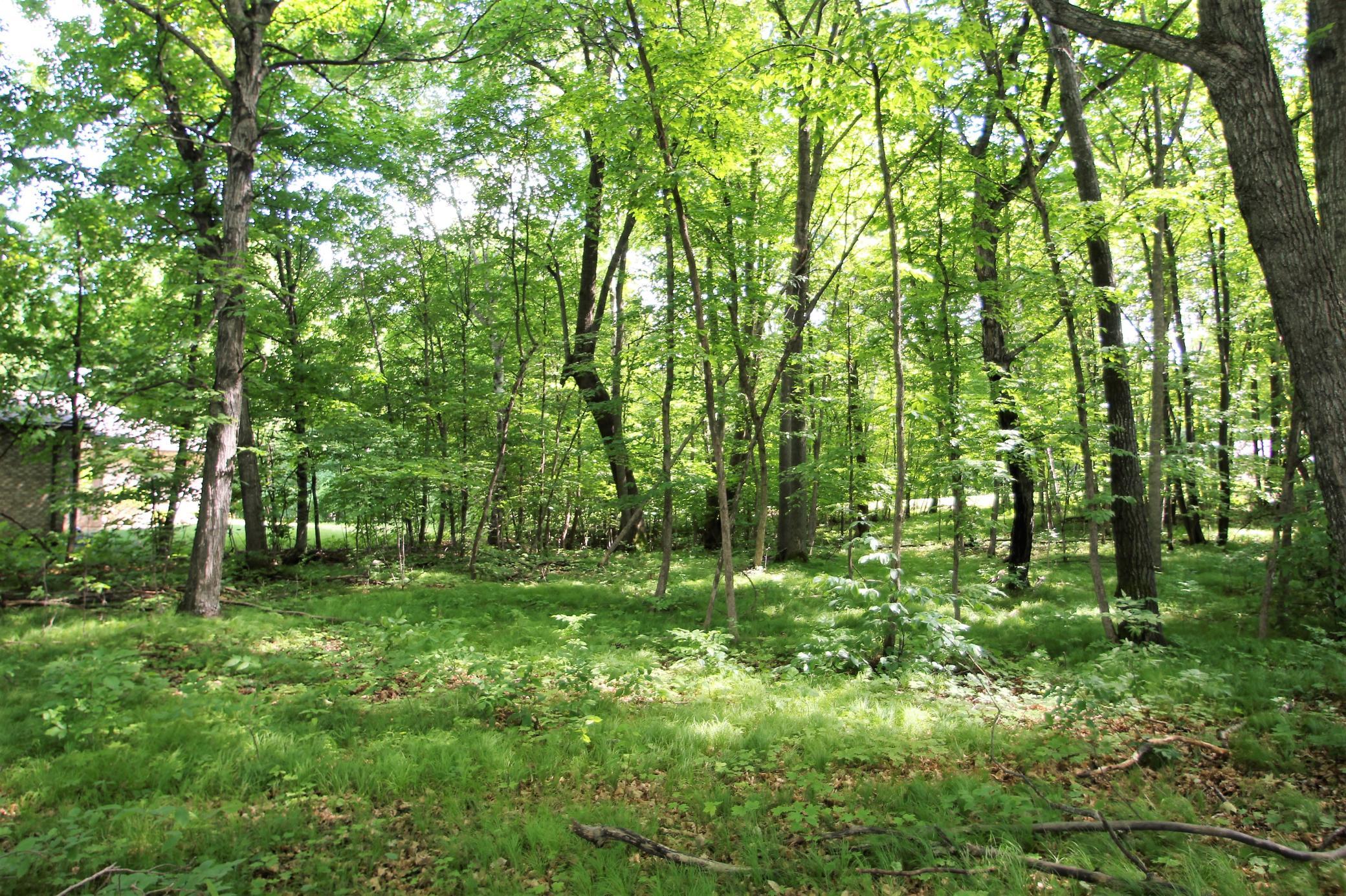 View Toward The Road.JPG