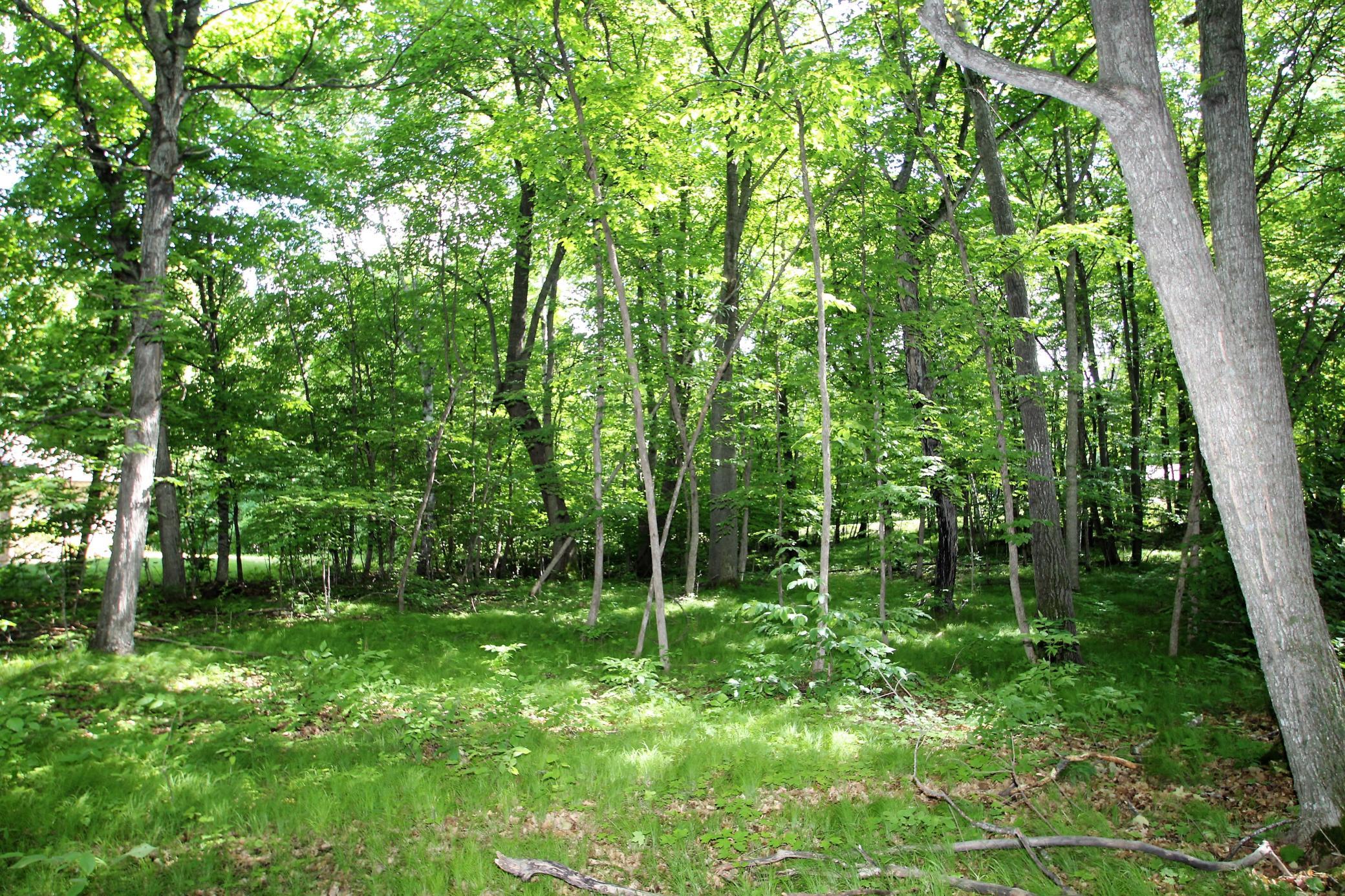 Mature Shade Trees.JPG